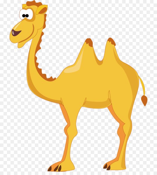 Бактрийский верблюд