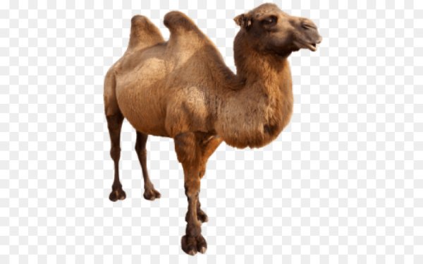 Верблюд мультяшный