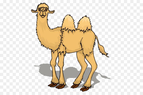 Верблюд без фона