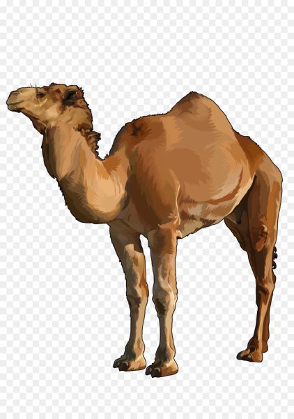 Верблюд на белом фоне