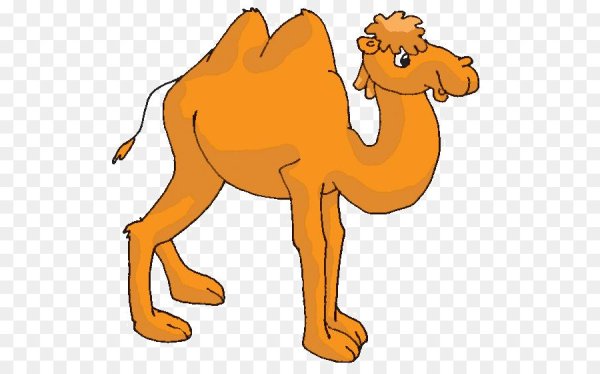 Верблюд на прозрачном фоне