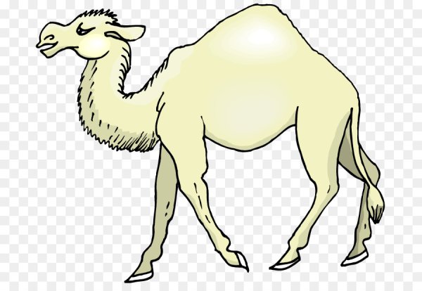 Верблюд мультяшное