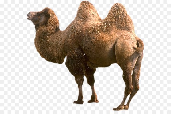 Верблюд мультяшный