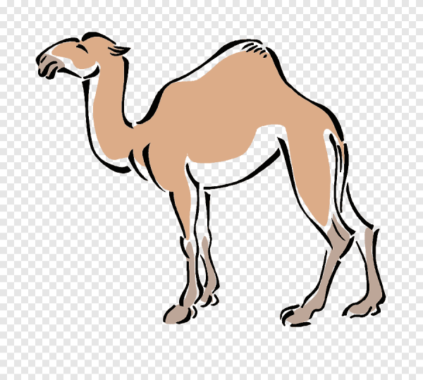 Белый двугорбый верблюд