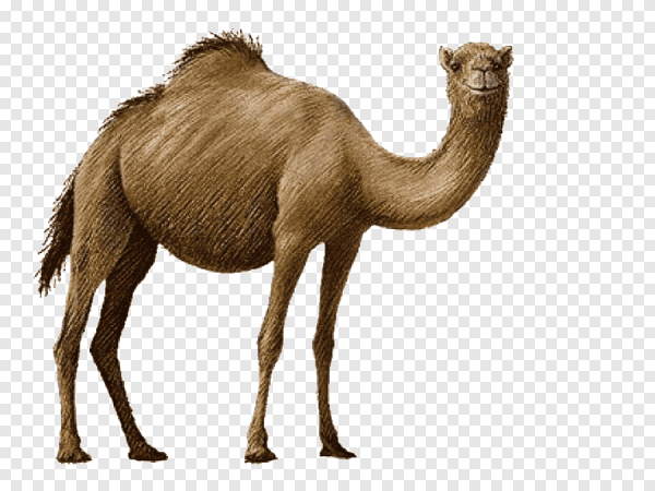 Верблюд векторный