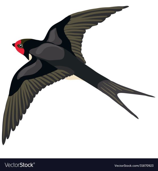 Ласточка иллюстрация