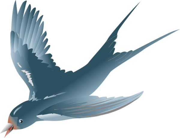 Ласточка на прозрачном фоне