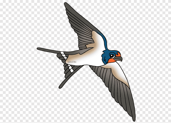 Ласточка на прозрачном фоне