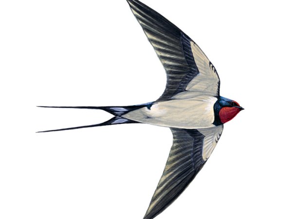 Ласточка Перелетная птица