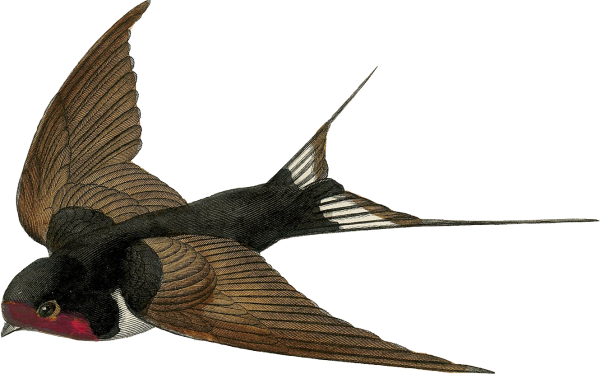 Ласточка на белом фоне