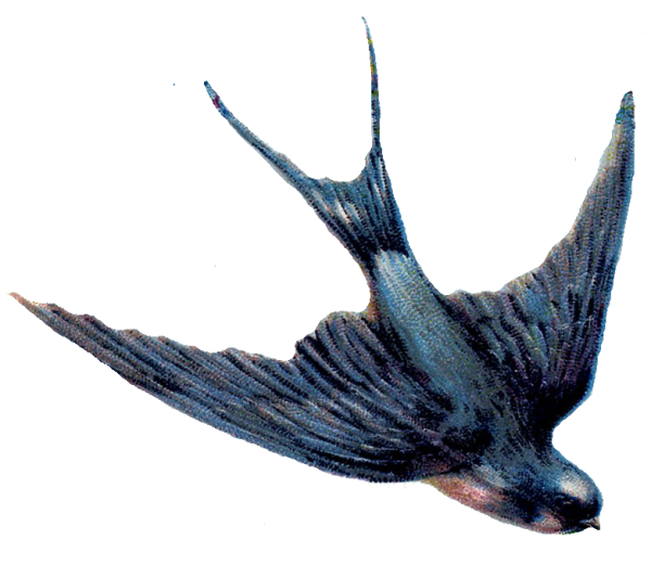 Ласточка на прозрачном фоне