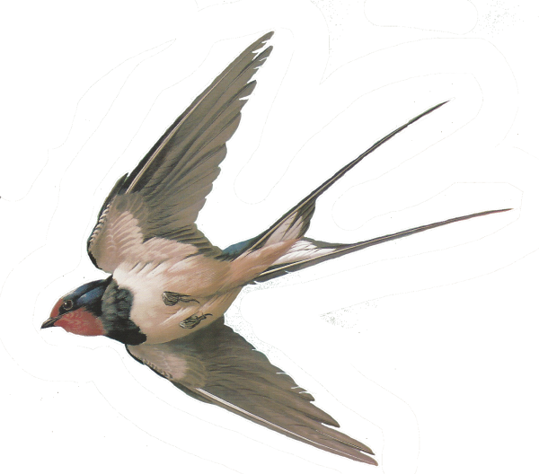 Ласточка на белом фоне