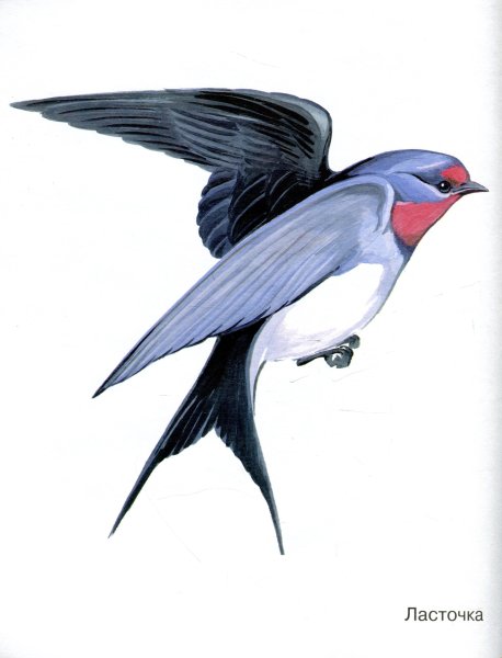 Перелетные птицы Ласточка для детей