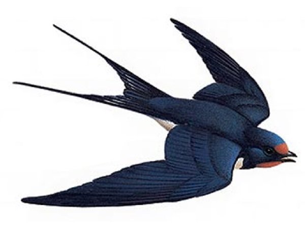 Перелетные птицы Ласточка для детей