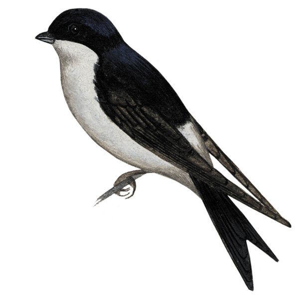 Ласточка городская Перелетная птица