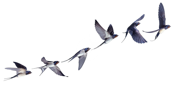 Ласточка летит