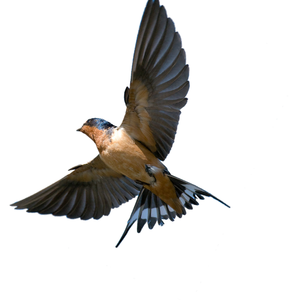 Птица в полете на белом фоне