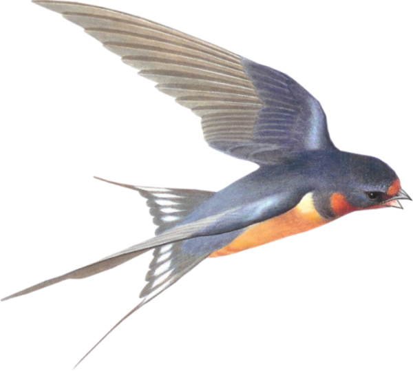 Ласточка на прозрачном фоне