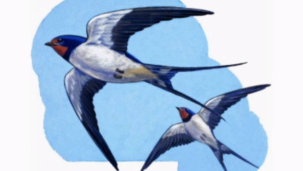 Ласточка для детей