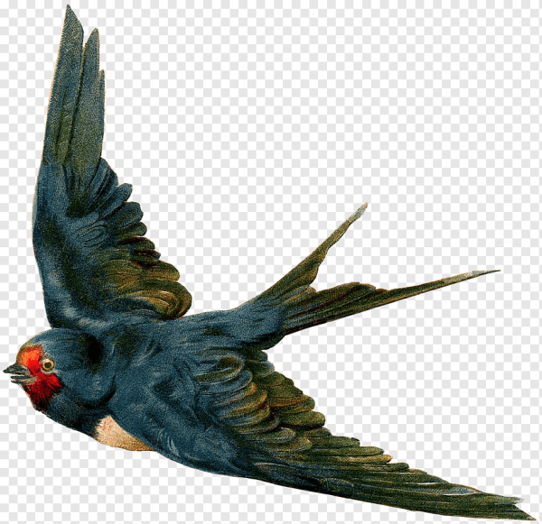 Птица в полете