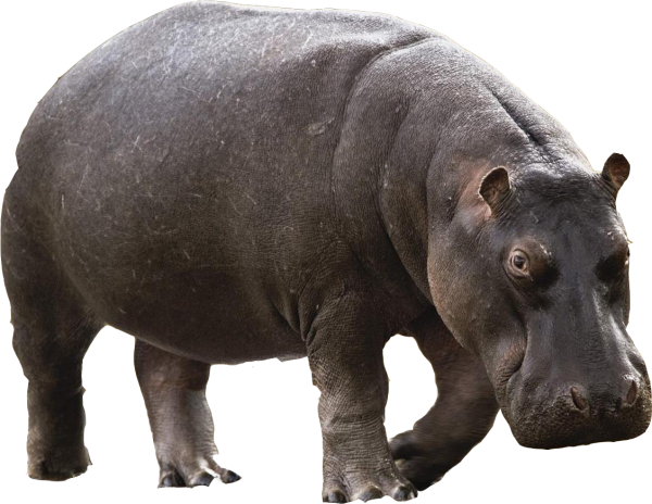 Бегемот Хиппо