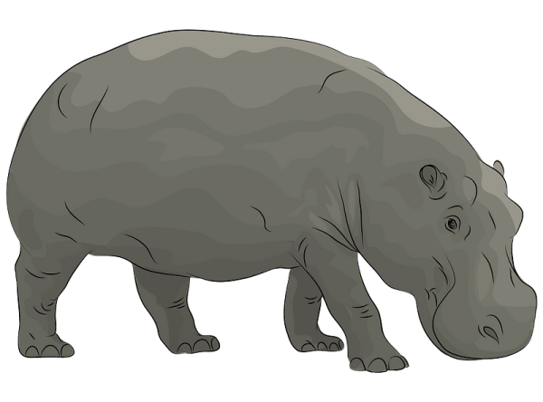 Бегемот для детей