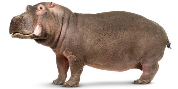 Бегемот на белом фоне