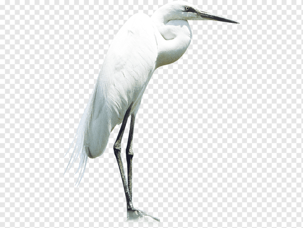 Аист с ребенком