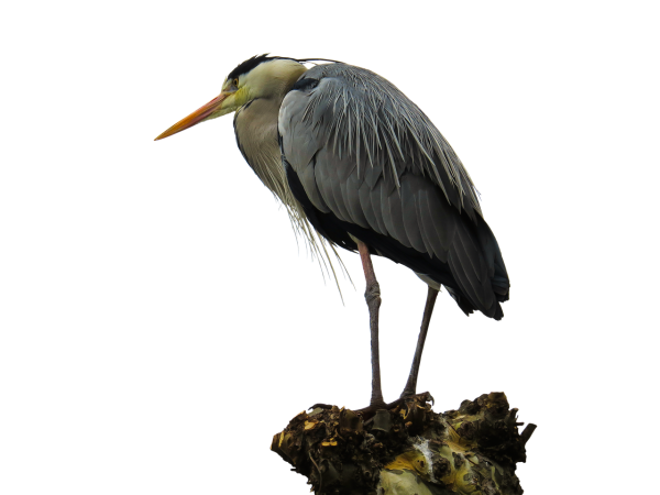 Цапля картинка