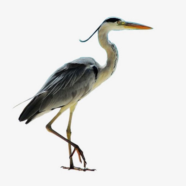 Журавль мультяшный