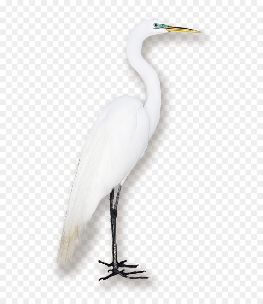 Цапля на белом фоне