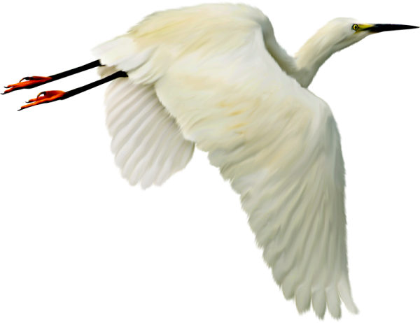 Цапля для детей