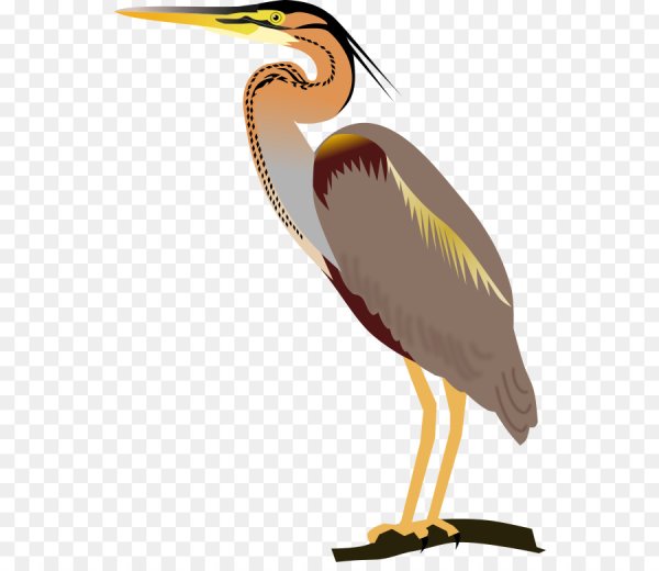 Цапля на белом фоне