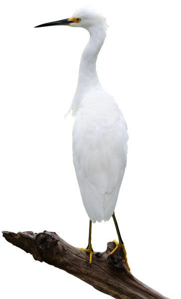 Цапля на белом фоне