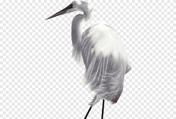 Цапля на белом фоне