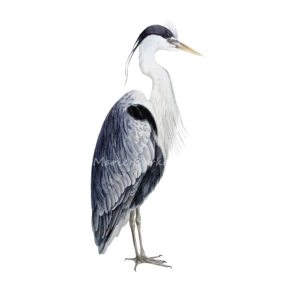 Цапля мультяшный