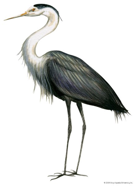 Изображение Цапли для детей