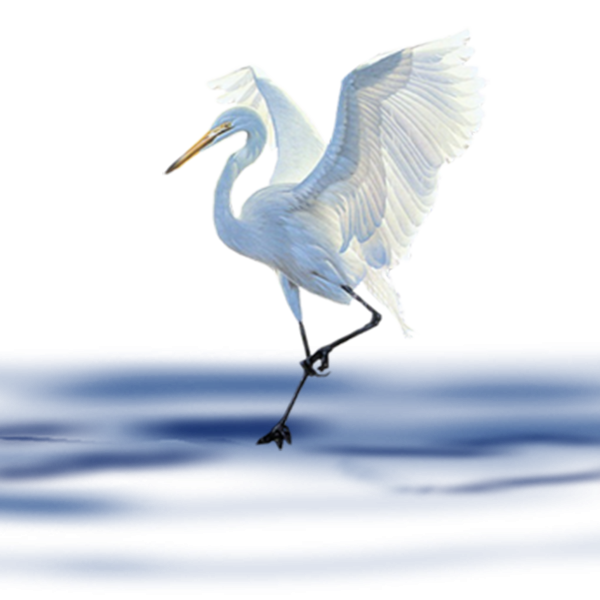 Цапля на белом фоне