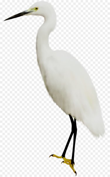 Аист на прозрачном фоне