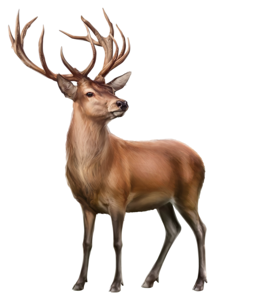 Олень на прозрачном фоне