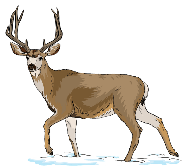 Олень на белом фоне