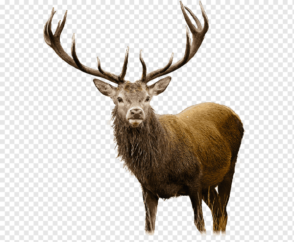 Олень на белом фоне