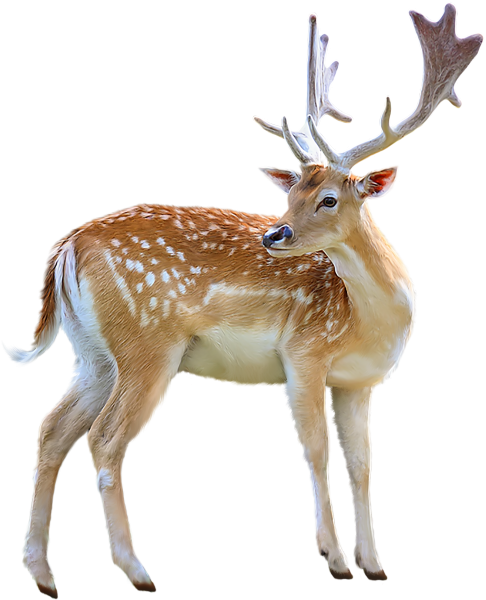 Пятнистый олень