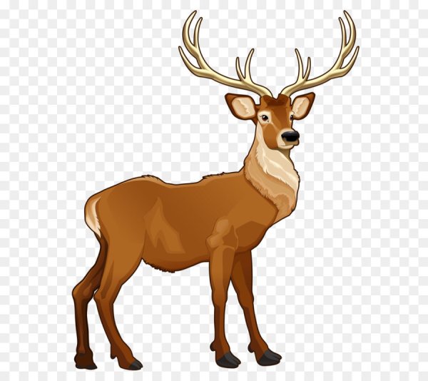 Благородный олень