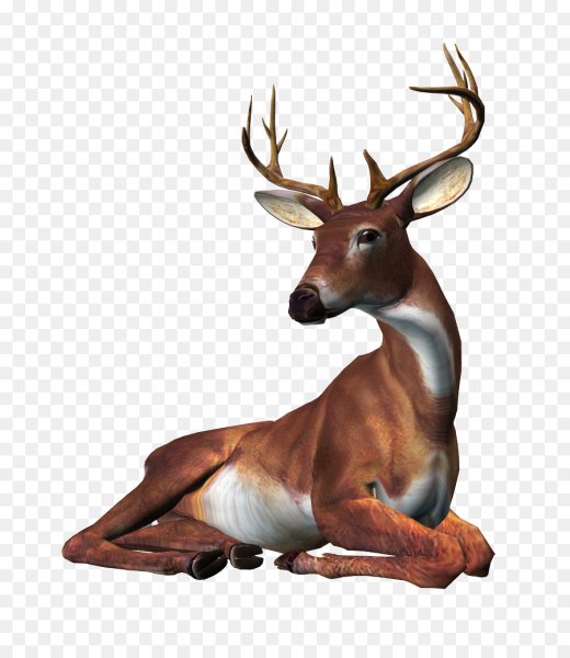 Олень на белом фоне