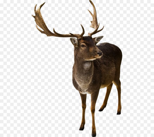 Олень на белом фоне