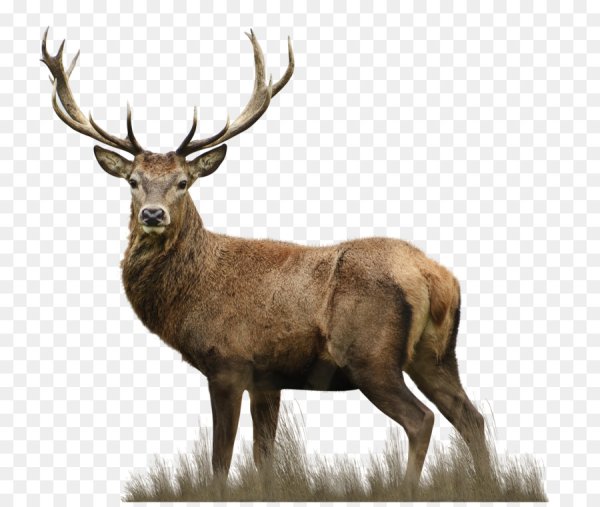 Олень для фотошопа