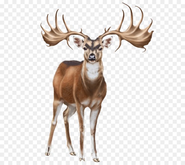Олени арты прозрачный фон