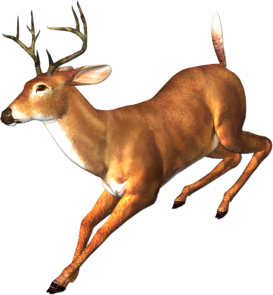 Животные леса на прозрачном фоне