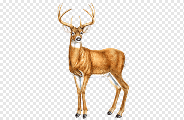 Пятнистый олень рисунок